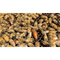Honey Bees - MN Hygienic Queens